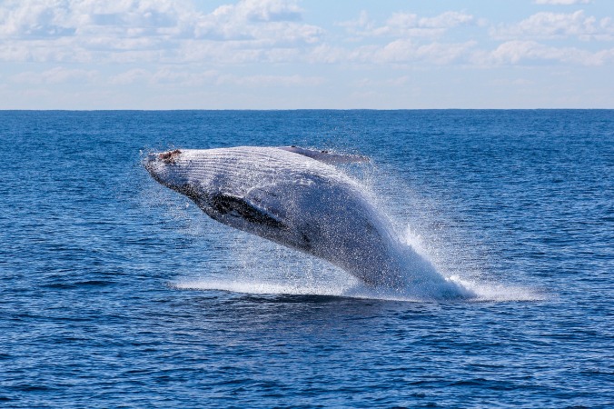 walvis springt